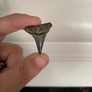Fossil shark tooth
